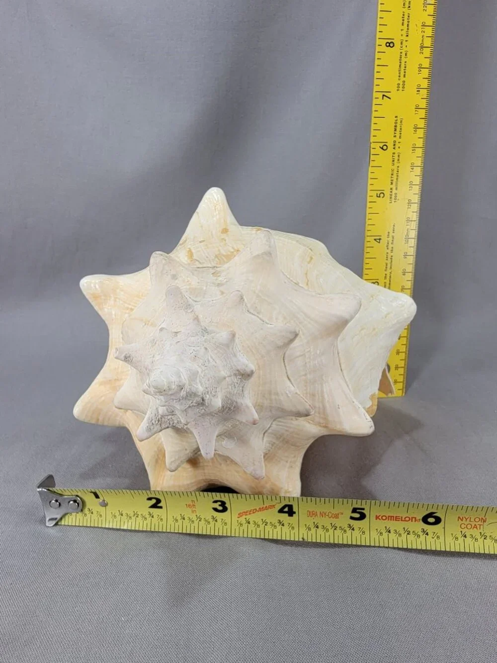 Vtg Natural Conch Seashell Shell Beach Nautical Home Decor Weathered Distressed